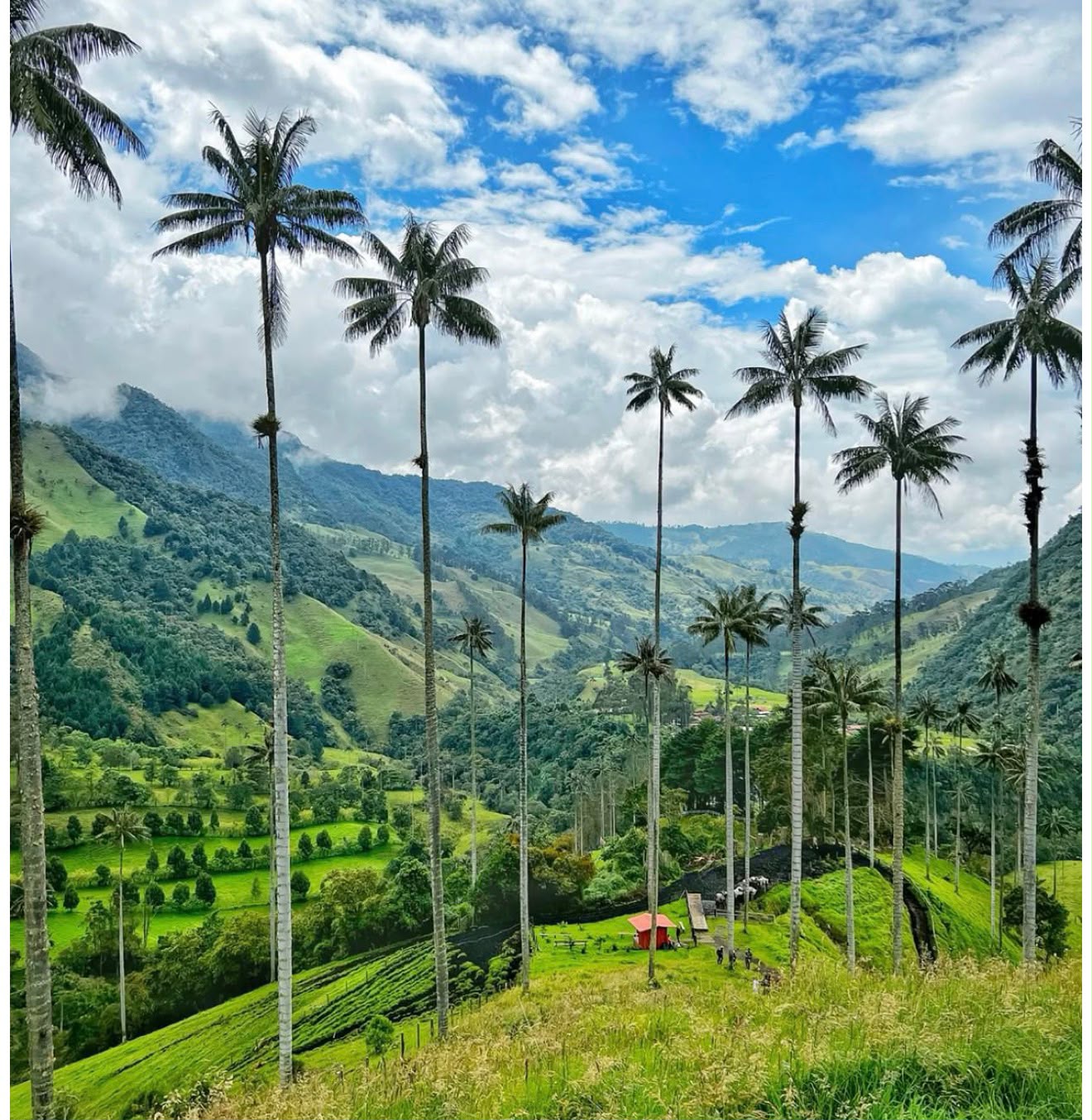 Valle de Cocora - Palmas de cera